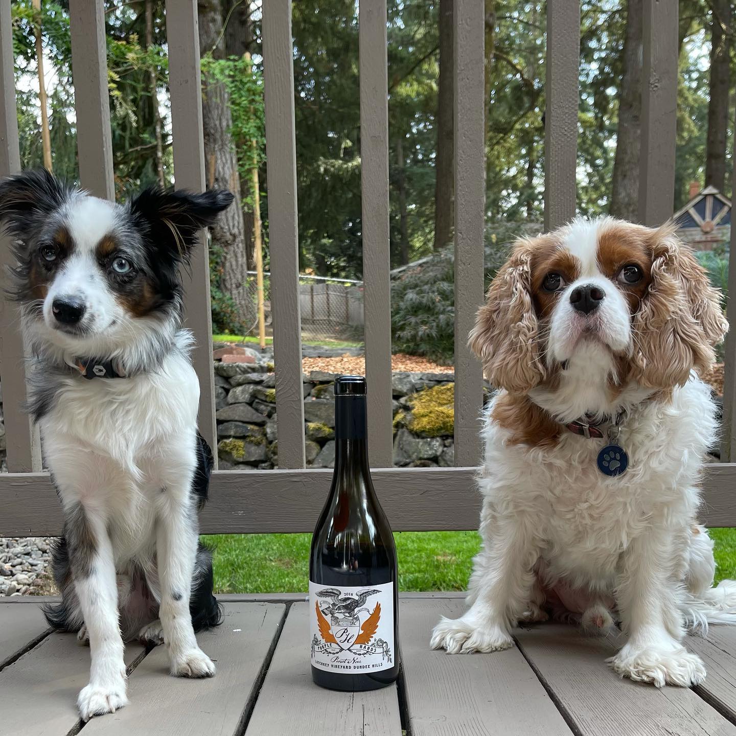 How do you get two dogs to pose for a picture together on ? You bribe them with wine, o…