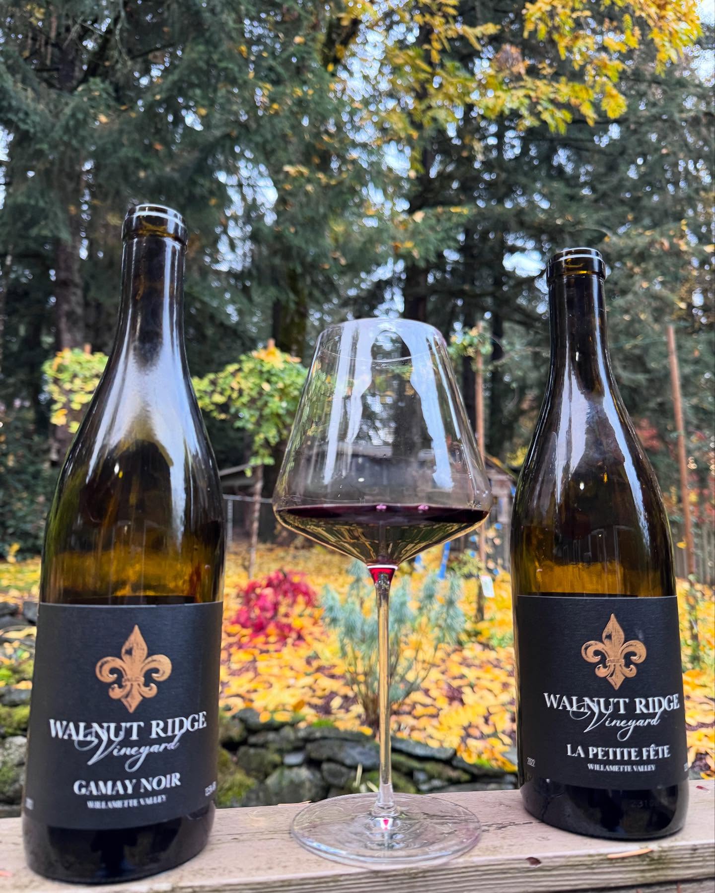When I started on this wine journey, I was on the quest for Gamay. Believe it or not, I…